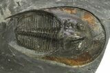 Detailed Scotoharpes Trilobite - Boudib, Morocco #289441-2